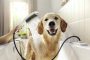 Hansgrohe Dogshower 150 kézizuhany kutyák részére 3 funkciós masszírozó szilikonfúvókákkal, matt fehér 26640700