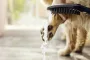 Hansgrohe Dogshower 150 kézizuhany kutyák részére 3 funkciós, matt fehér kivitelben